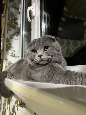 Шикарный скоттиш фолд для вязки