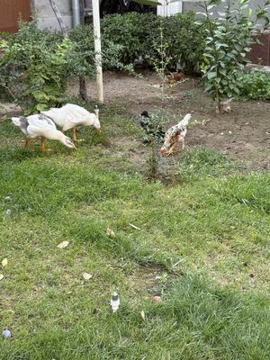 G’oz va to’vuqlar uyda boqilgan bowqa malumot telefonda