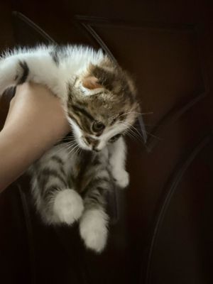 scottish fold bolasi