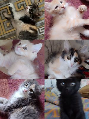 Пристраиваться котята домашние