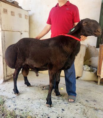 Qo'chqor sotiladi
