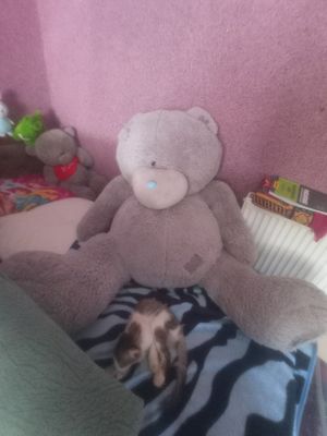 мягкие игрушки Тедди,жудаям котта,огиргина.