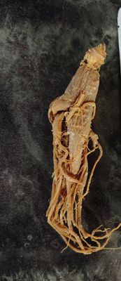 Ginseng(Корейский красный женьшень 8 летный)