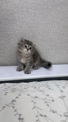Продаются котята