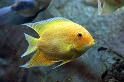 Цихлазома Северум (ложный дискус) Sotiladi Severum baliqlari