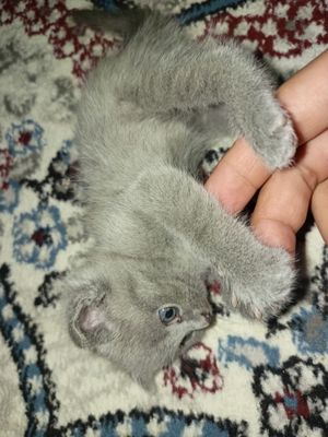 Продаются котята чистой шотландской вислоухой породы