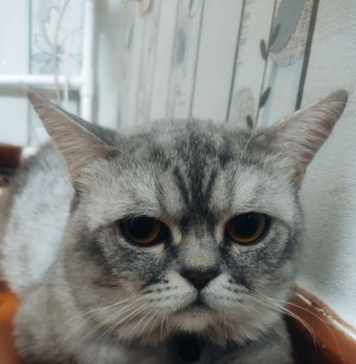 mushuk