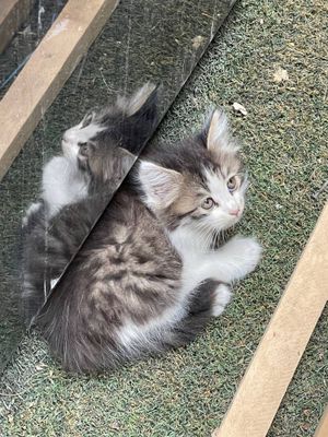 Котёнок нуждается в помощи