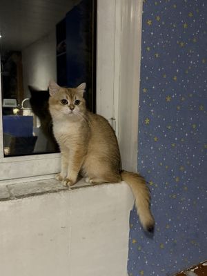 skotish strayt shinshila