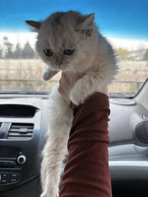 Серебристий шиншилла Мальчик