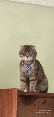 Scottish Fold Vyaskaga