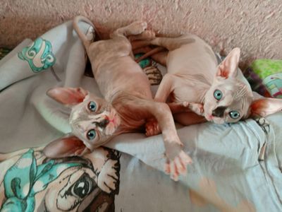 Продаю чистокровные канадские сфинксы