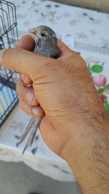 Pepil nar tulovda sayrogʻi odiy 1 yili