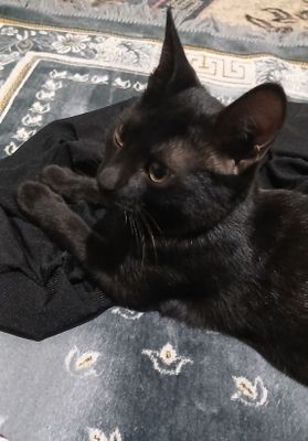 Отдам даром домашний кот