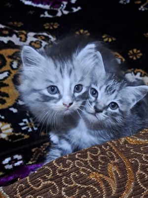 котята в Ургенче