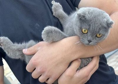 Зотдор Британская вислоухая муги