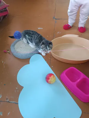 skotsh fold mushugi sotiladi