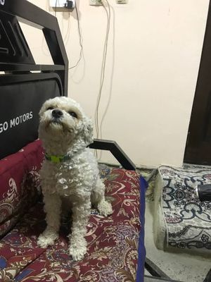 Itimiz soğlom emlangan manzil buxoro