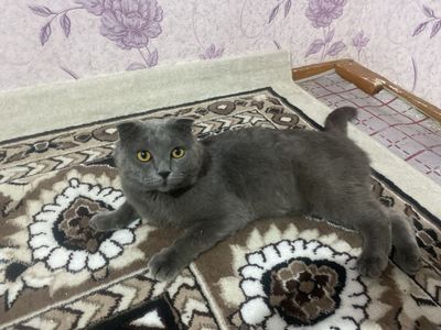 Шодланский кот на вязку