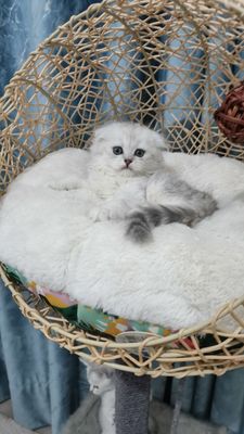Продаётся чистокровный шотландский котёнок скоттиш фолд мальчик