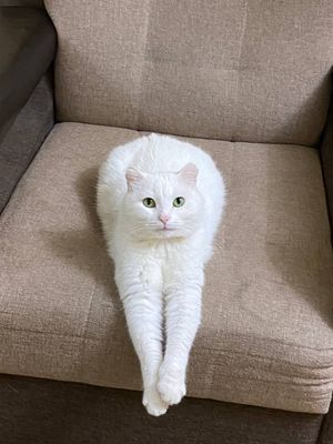 Ищем кота / Пропал белый кот без хвоста