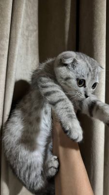 Шиншила котёнок весела уха