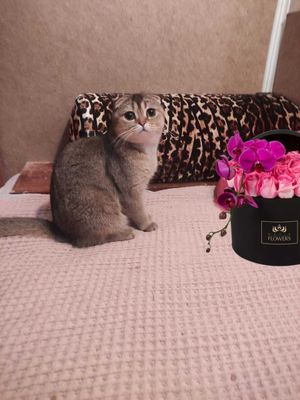 Продается кошка, золотая шиншилла