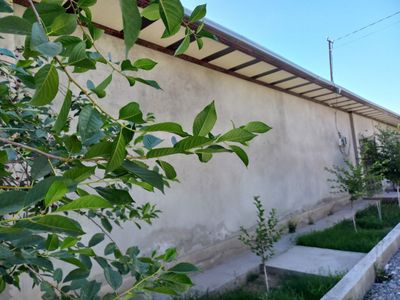 4 sotihli hovli sotiladi. Shahrisabz Pedagogika instituti orqasida