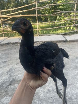 Dakan joja sotiladi