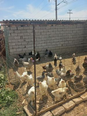 Продаются куры цыплята
