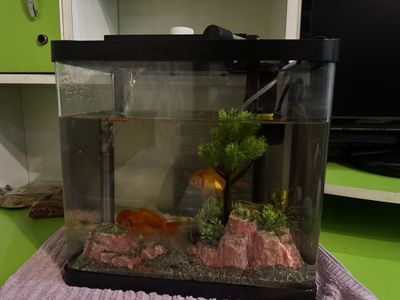 Akvarium va baliq sotiladi