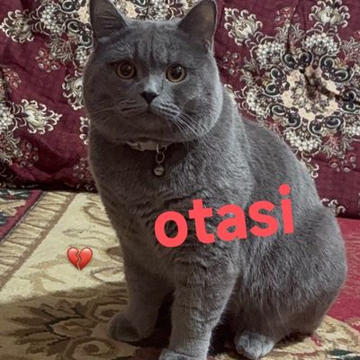 Mushukchalar toza qon