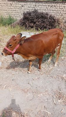 mol sotiladi sog‘lom