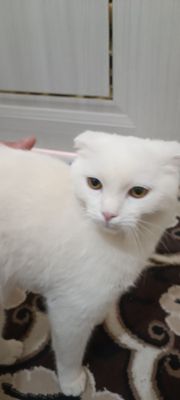 Scottish fold paroda mushuk sotladi 1 mln