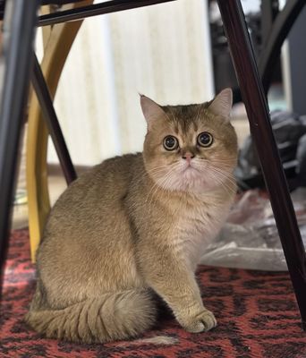 Элитный кот для вязки!