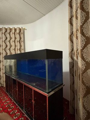 Akvarium baliq uchun