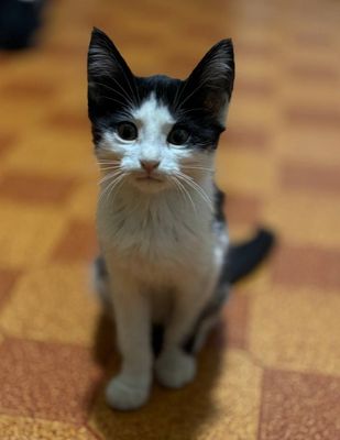 Продается котенок мальчик