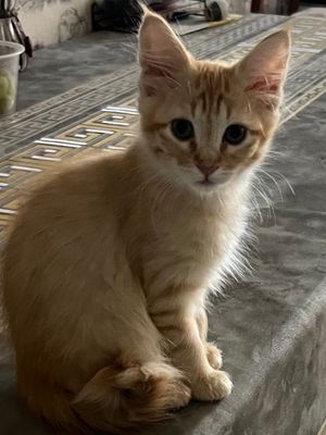 Продаются котята