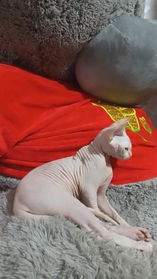 Продам срочно кошечку подростка сфинкс