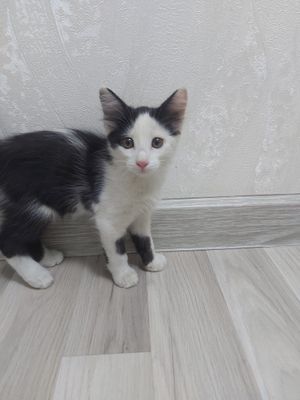 3 oylik mushuklar xadyaga