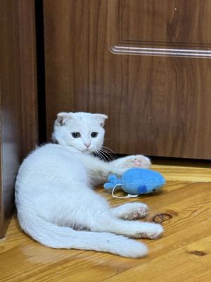 Наш котёнок ищет новую любящую семью — шотландский вислоухий