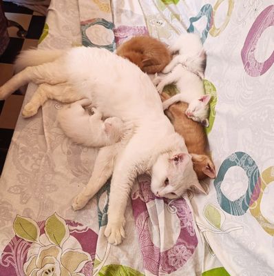 Продаются котята