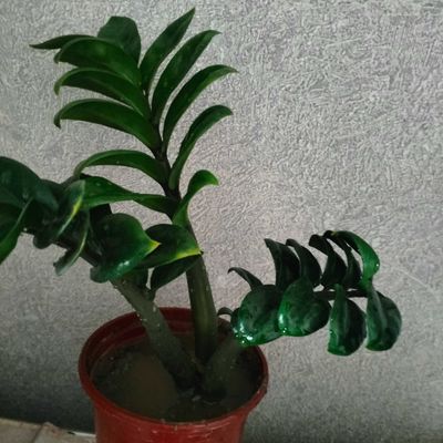 Замиакулькас Зензи