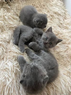 Породистые кошки