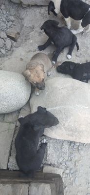 ПИТБУЛЬ щенки чистокровные