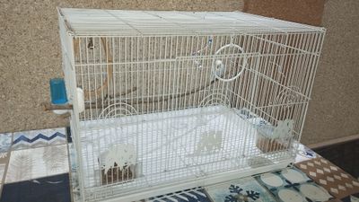 Попугай с клеткой + игрушки и корм всё вместе