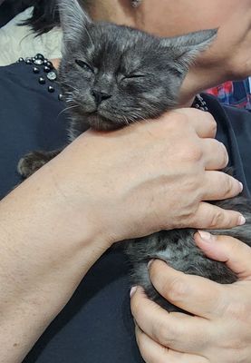 Самарканд Кошечка 2 месяца