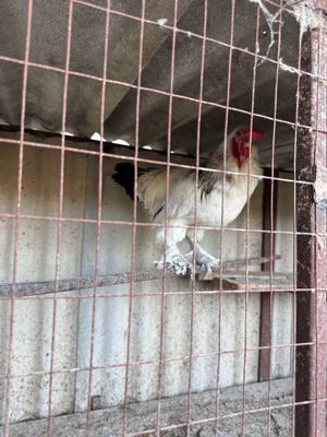 Xòroz sotiladi birama
