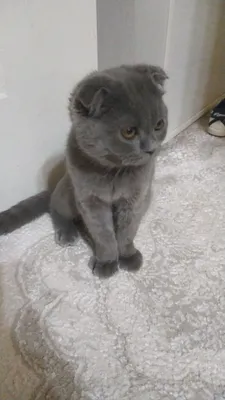 кошка Scotish fold