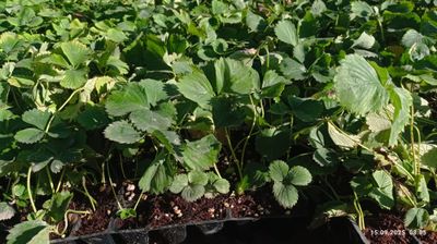 Qulupnay koʻchatlari (клубники)